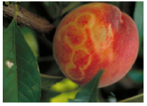 This figure is a photo of a peach with the plum pox virus.